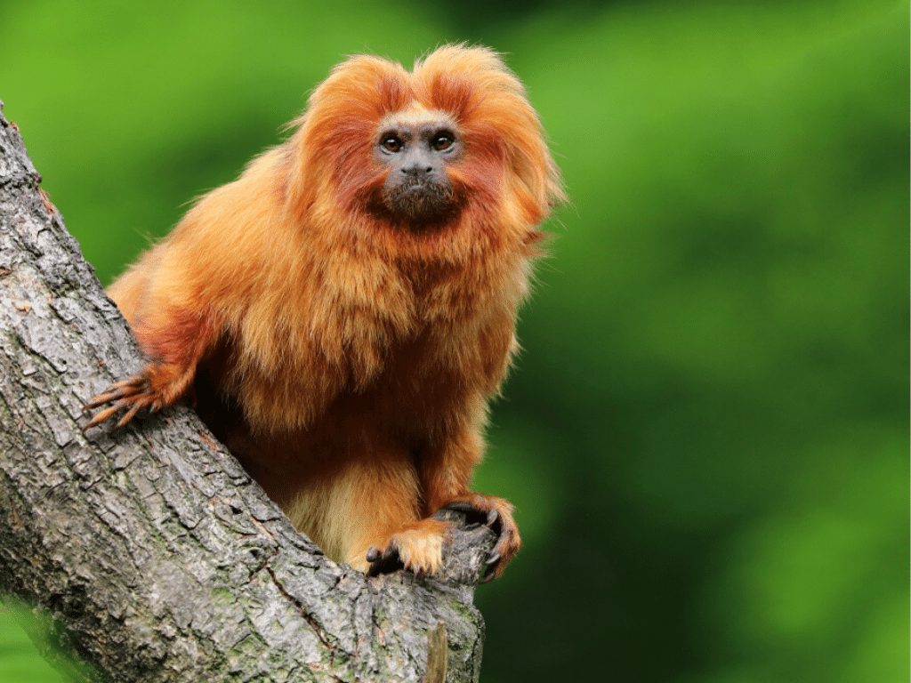 Golden-Lion-Tamarin-sat-on-a-tree-branch-source-shutterstock