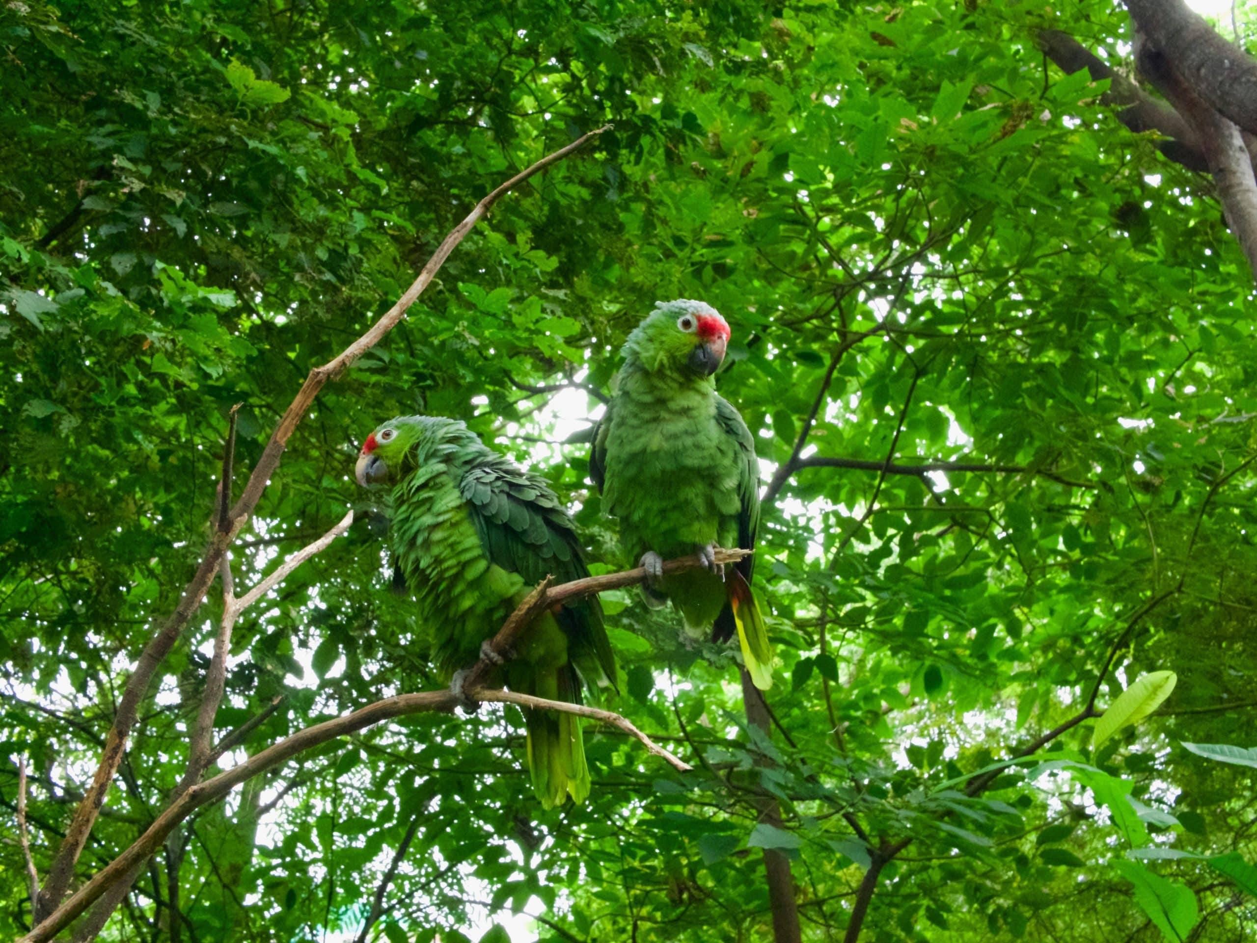 two-green-macaw-parrots-in-the-rainforest